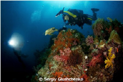 Morning-dive, Raja Ampat. by Sergiy Glushchenko 